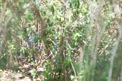 Cardinalis cardinalis image