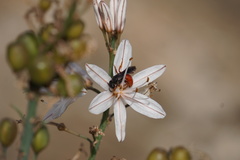 Andrena sardoa