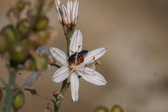Andrena sardoa