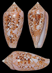Conus legatus