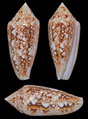 Conus legatus