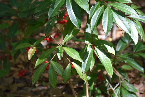 Ardisia crenata image