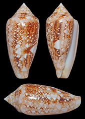 Conus legatus