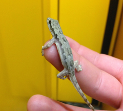 Hemidactylus platyurus