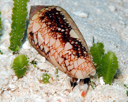 Conus legatus observed 2008-04-20