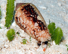 Conus legatus