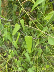 Dioscorea burchellii