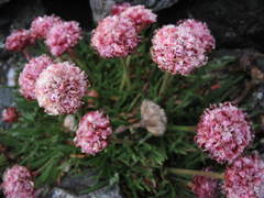 Armeria curvifolia