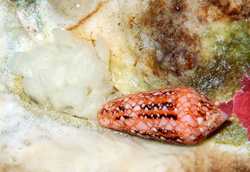 Conus legatus observed 2010-06-13