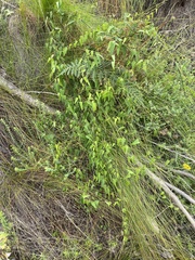 Dioscorea burchellii