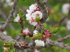 Prunus armeniaca
