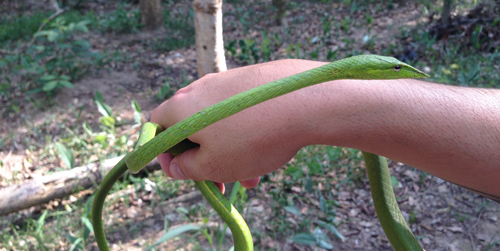 Ahaetulla fusca