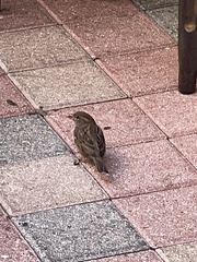 Passer domesticus