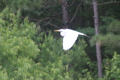 Ardea alba