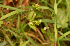 Stellaria neglecta