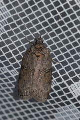 Nycteola asiatica