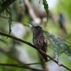 Taphrospilus hypostictus