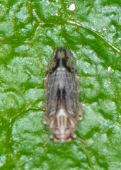 Haplaxius