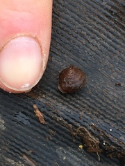 Cryptomastix germana