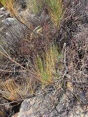 Anginon swellendamense