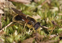 Callicera erratica