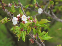 Prunus armeniaca