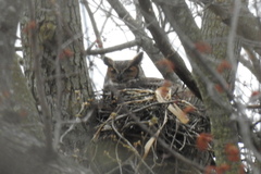 Bubo virginianus virginianus