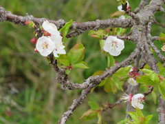 Prunus armeniaca