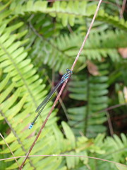 Coenagriocnemis insularis