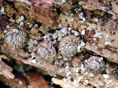 Microxeromagna lowei