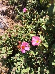 Cistus parviflorus