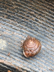 Cryptomastix germana
