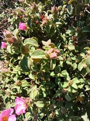 Cistus parviflorus