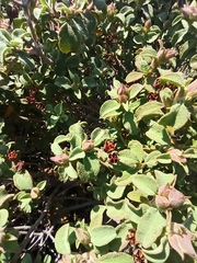 Cistus parviflorus