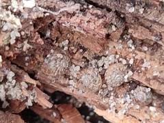 Microxeromagna lowei