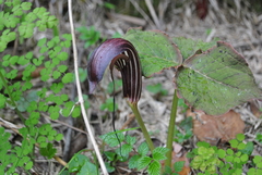 Arisaema elephas