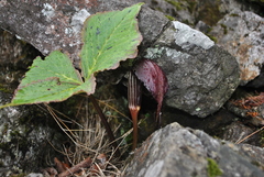 Arisaema elephas