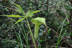 Arisaema erubescens