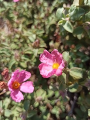 Cistus parviflorus