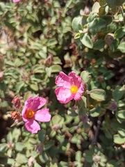 Cistus parviflorus
