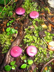Cortinarius magellanicus