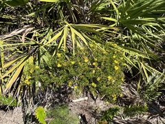 Hypericum fasciculatum