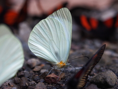 Pseudopieris nehemia