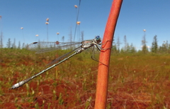Lestes unguiculatus