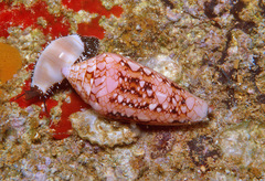 Conus legatus