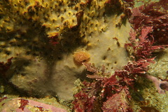Polycitoridae