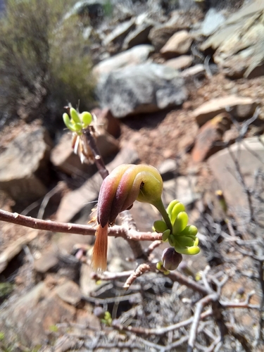 Image of Traap Babooncabbage (Othonna arbuscula) by (c) Danie Palm, some rights reserved (CC BY)