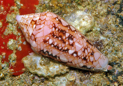 Conus legatus