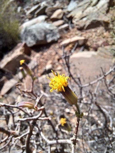 Image of Traap Babooncabbage (Othonna arbuscula) by (c) Danie Palm, some rights reserved (CC BY)