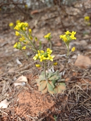 Draba asprella